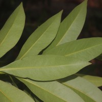 Xanthostemon verticillatus (C.T.White & W.D.Francis) L.S.Sm.